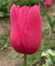 Yosemite Tulip