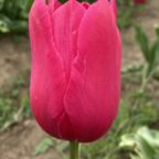 Yosemite Tulip