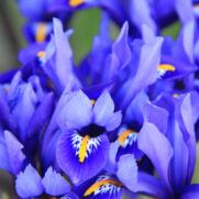 Iris Reticulatahu (1)