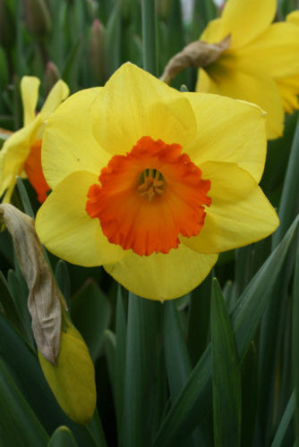 Loveday - Wooden Shoe Tulip Farm