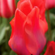 Portland Tulip