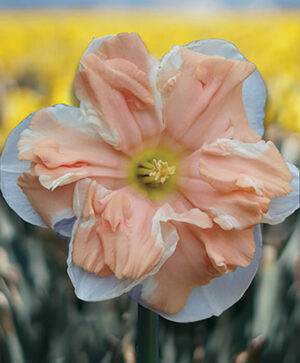 Apricot Whirl Daffodil