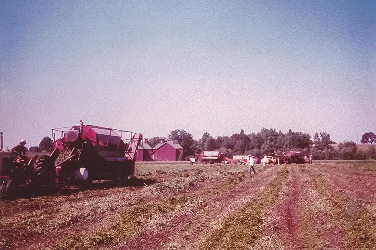 A photo of the Wooden Shoe farm during a pea harvest in the 1950s