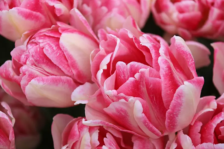 A close-up photo of flower blooms