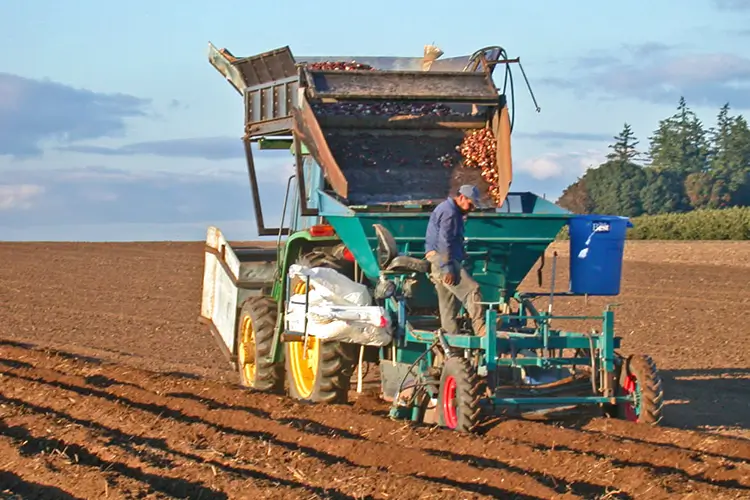 A photo of the tulip planting process shows the machinery and farmer moving over tilled fields