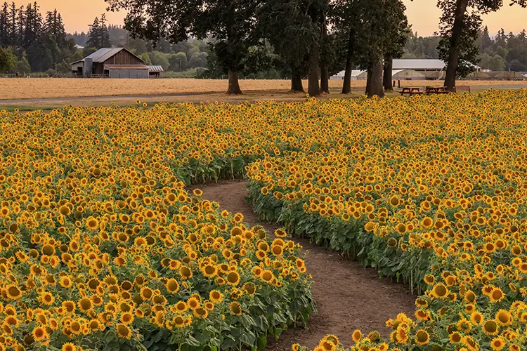 A field of sunflowers on the Wooden Shoe farm during their Summer Flowers event. A winding path splits of the field of flowers; barns are seen in the distance.