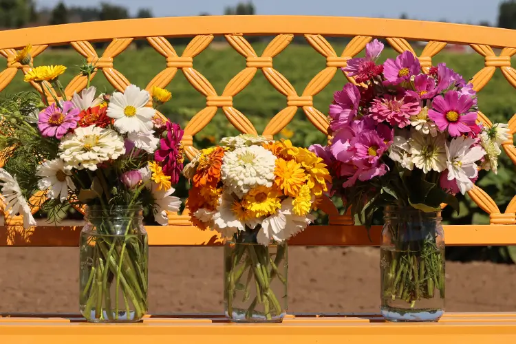 A set of three freshly picked bouquets of summer flowers in glass jars on a bench