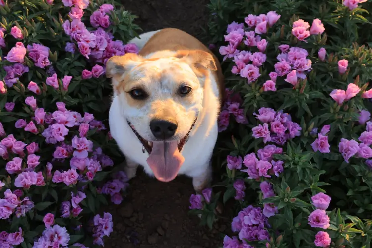 A close-up photo of a dog sitting happily amid rows of purple flowers