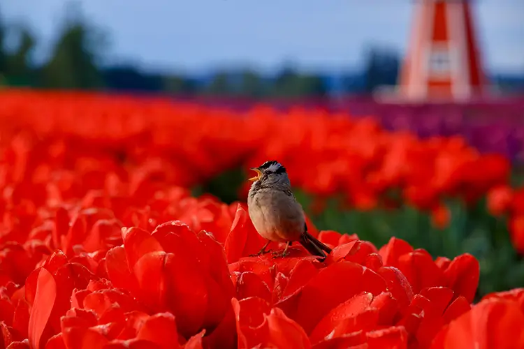 A field of beautiful red tulips with a bird standing on one of the tulips and singing. A windmill is in the background.