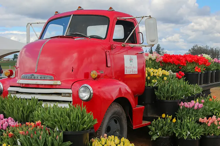 A photo of fresh cut tulips at the Tulip Festival presented for sale on an old flatbed farm truck