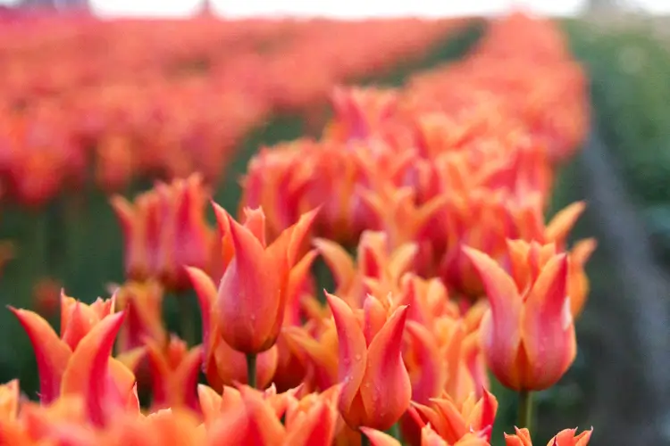 Close-up photo of a row of brightly colored red, orange & pink tulips