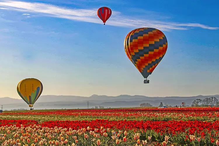 A view from the Tulip Festival showing hot air balloons in flight above the fields of colorful tulips