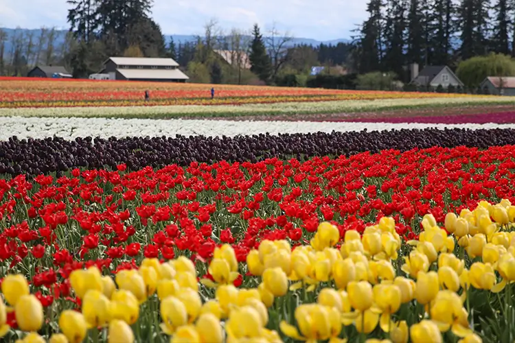 A photo of a large set of tulip fields with thousands of colorful tulip blooms throughout. A barn is seen in the distance.