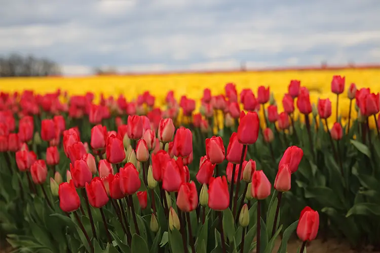 Tulip blooms in the fields of the Wooden Shoe Tulip Farm