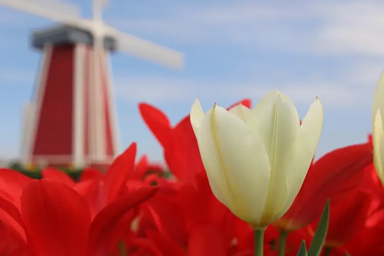 A close-up view of red & white tulips with a large red & white old windmill in the background