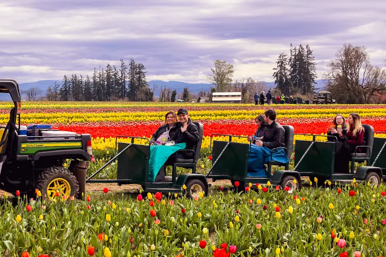 A photo of one of the activities at the Wooden Shoe Tulip Festival