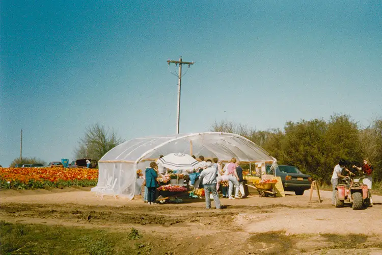 An early photo from the Wooden Shoe Tulip Farm shows a roadside tent selling tulips to customers