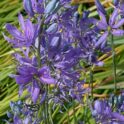 camassia esculenta_1