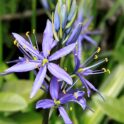 camassia esculenta_2