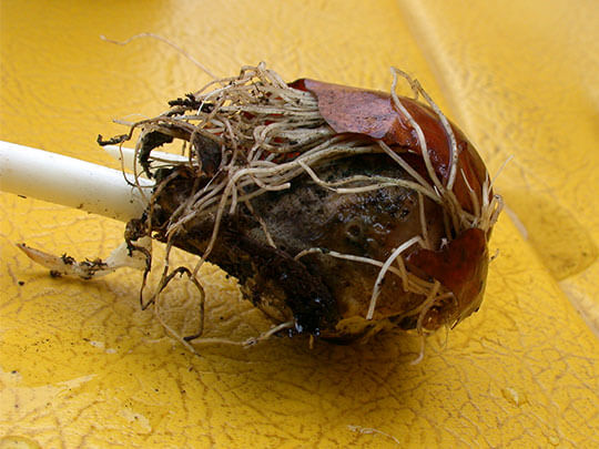 A photo example of bulb rot shows a moist, rotted-looking plant bulb