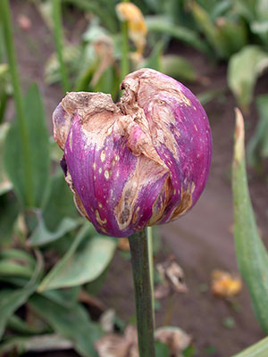 A photo example of gray mold on a tulip shows a purple tulip bulb shrunk & brown