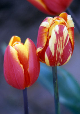 A photo example of a tulip virus shows a red and yellow striped-looking tulip