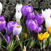 crocus mix_1