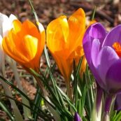 crocus mix_2