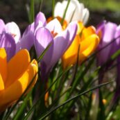 crocus mix_3