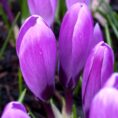 crocus remembrance_1