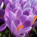 crocus remembrance_2