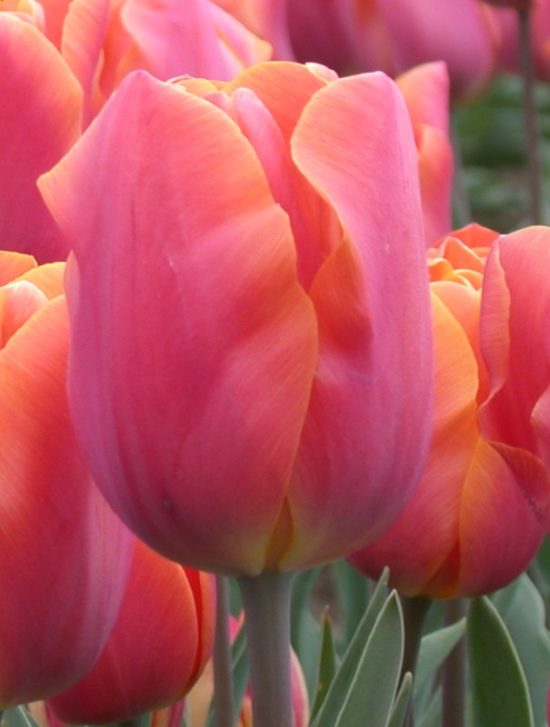 Dordogne - Wooden Shoe Tulip Farm