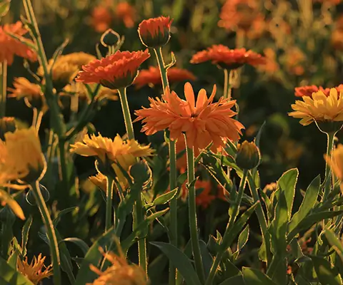 A golden-orange photo of a field of growing summer flowers
