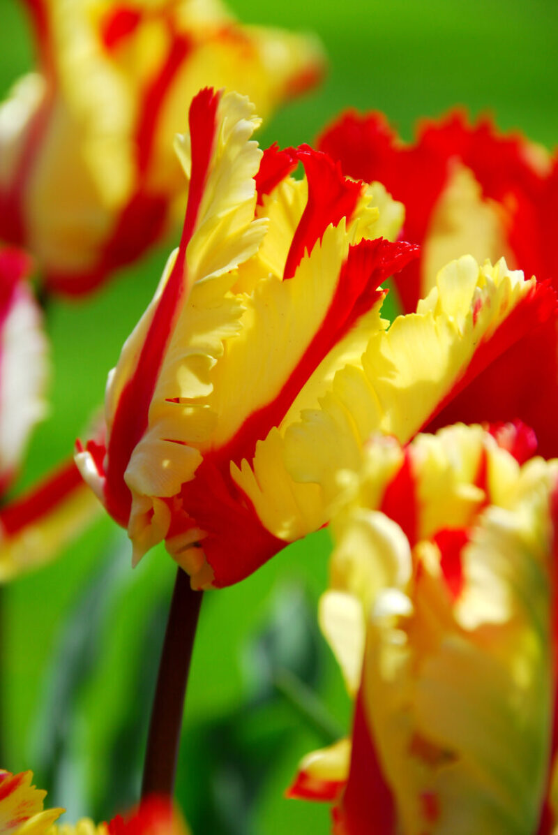 Tulipa Flaming Parrot