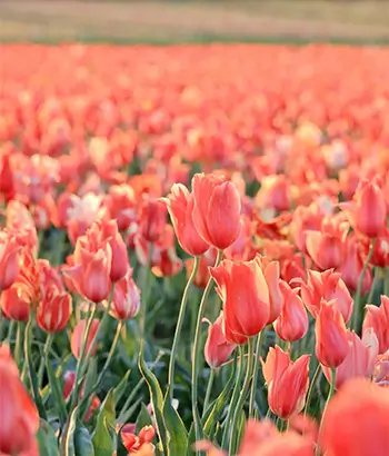 A photo of a field filled with tulips