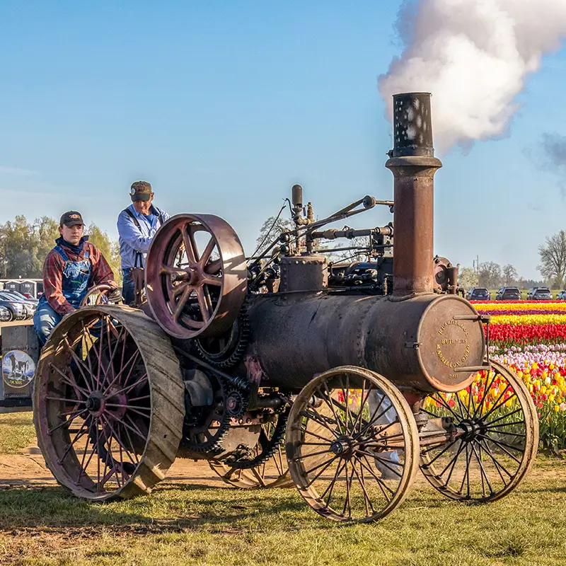 A photo of an antique steam-powered tractor next to a field of colorful tulips