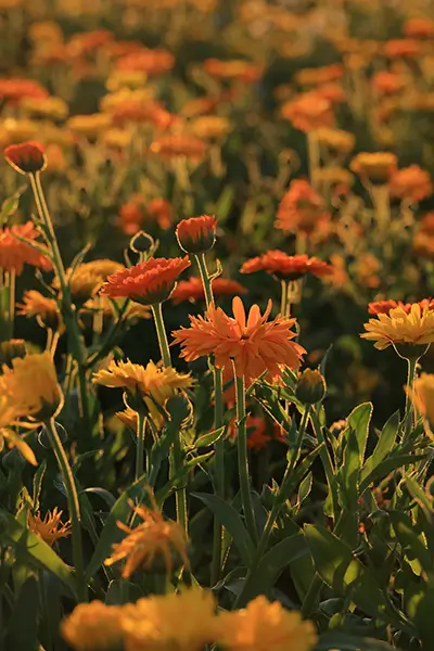 A golden-orange photo of a field of growing summer flowers