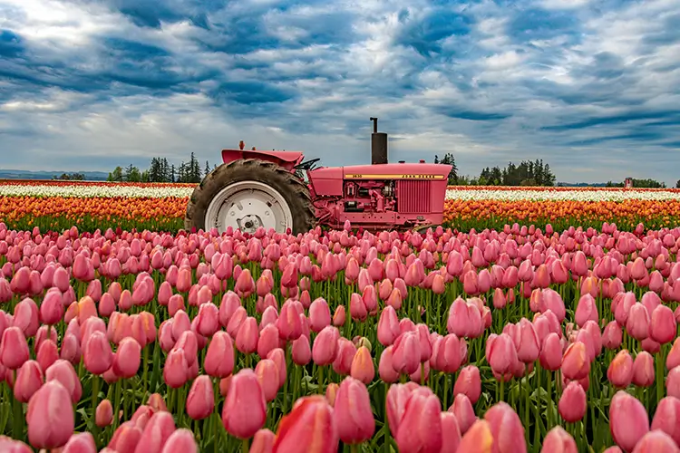 Wooden Shoe Tulip Festival