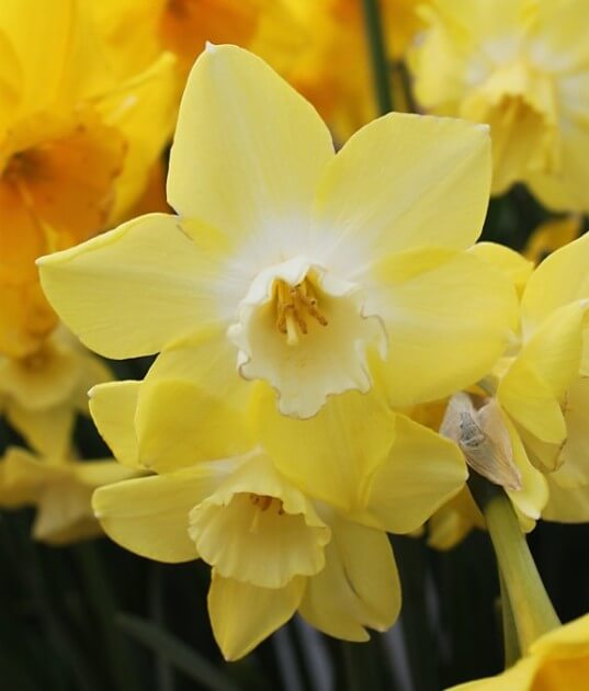 Pipit - Wooden Shoe Tulip Farm