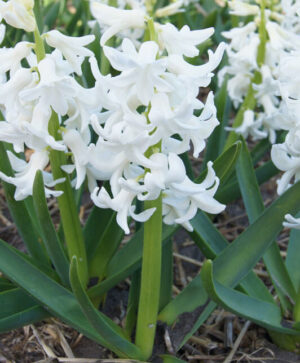 Polar Giant Hyacinth