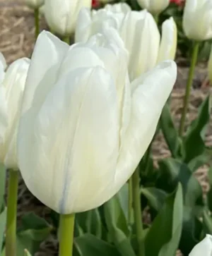 A photo of the Hakuun tulip shows a large, pure white flower head