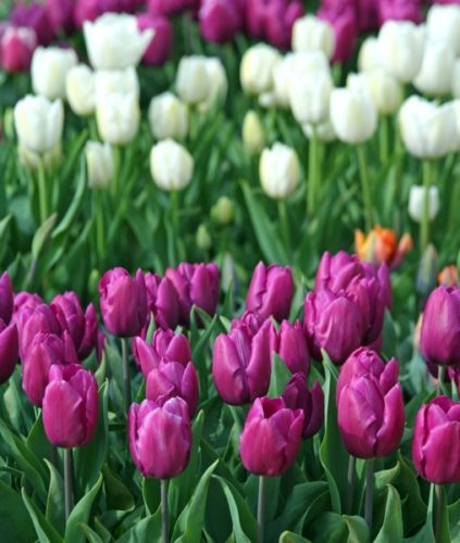 Purple Prince - Wooden Shoe Tulip Farm