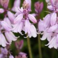 spanish bluebells pink_1