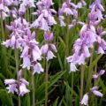 spanish bluebells pink_2