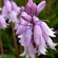 spanish bluebells pink_3