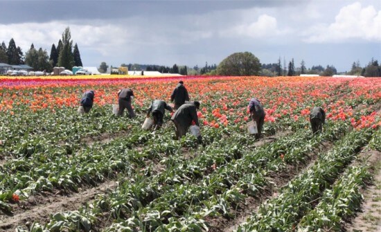 About Wooden Shoe - Wooden Shoe Tulip Farm