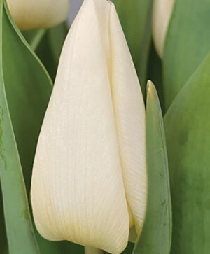 White Prince Tulip