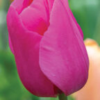 Yosemite Tulip